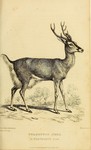 marsh deer (Blastocerus dichotomus)