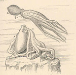 common octopus (Octopus vulgaris)