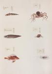 ...octopus (Octopus vulgaris), goatsbeard brotula (Brotula multibarbata), Octopus sp., Luna lionfis