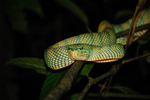Wagler's pit viper, temple viper (Tropidolaemus wagleri)