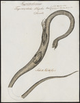Wagler's pit viper, temple viper (Tropidolaemus wagleri)