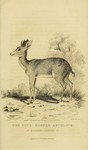 four-horned antelope, chousingha (Tetracerus quadricornis)