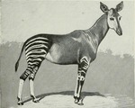 okapi (Okapia johnstoni)