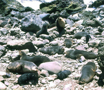 subantarctic fur seal (Arctocephalus tropicalis)