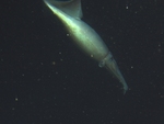 Humboldt squid (Dosidicus gigas)