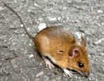 yellow-necked mouse (Apodemus flavicollis)