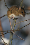 yellow-necked mouse (Apodemus flavicollis)