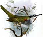 grey-capped warbler (Eminia lepida)