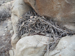 desert woodrat (Neotoma lepida)