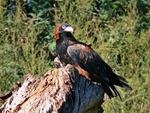 black-breasted buzzard (Hamirostra melanosternon)