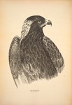 black-breasted buzzard (Hamirostra melanosternon)