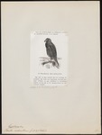 black-breasted buzzard (Hamirostra melanosteron)