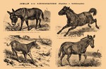 African wild donkey (Equus africanus), tarpan or Eurasian wild horse (Equus ferus ferus), Asiati...