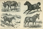 ... Eurasian wild horse (Equus ferus ferus), Asiatic wild ass or onager (Equus hemionus), quagga (E