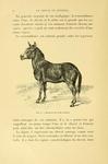 Asiatic wild ass, onager (Equus hemionus)