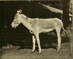 Asiatic wild ass, onager (Equus hemionus)