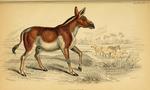 Mongolian wild ass (Equus hemionus hemionus)