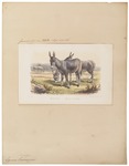 Persian onager (Equus hemionus onager)