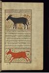Persian onager (Equus hemionus onager)