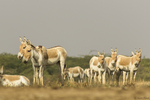 Indian wild ass (Equus hemionus khur)