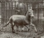 Syrian wild ass (Equus hemionus hemippus)