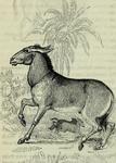Syrian wild ass (Equus hemionus hemippus)