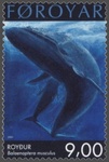 blue whale (Balaenoptera musculus)