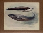 fin whale (Balaenoptera physalus), blue whale (Balaenoptera musculus)