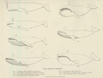 ...sperm whale (Physeter macrocephalus), gray whale (Eschrichtius robustus), humpback whale (Megapt