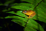 Coorg yellow bush frog (Raorchestes luteolus)