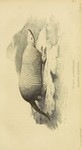 giant armadillo (Priodontes maximus)