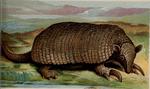 giant armadillo (Priodontes maximus)