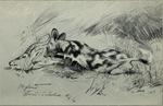 African wild dog (Lycaon pictus)