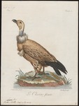 Cape griffon, Kolbe's vulture (Gyps coprotheres)