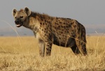 spotted hyena, laughing hyena (Crocuta crocuta)