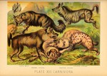 Hyaenidae: aardwolf (Proteles cristata), striped hyena (Hyaena hyaena), brown hyena (Hyaena brun...