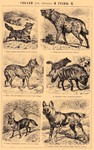 coyote (Canis latrans), spotted hyena (Crocuta crocuta), dingo (Canis lupus dingo), aardwolf (Pr...