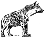 spotted hyena, laughing hyena (Crocuta crocuta)