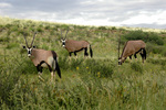gemsbok (Oryx gazella)