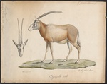 gemsbok (Oryx gazella)