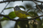 Grey-cheeked warbler (Seicercus poliogenys)