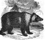 East Siberian brown bear (Ursus arctos collaris)