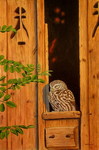 little owl (Athene noctua)