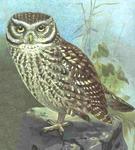 little owl (Athene noctua)