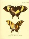 Jamaican giant swallowtail (Papilio homerus), machaonides swallowtail (Papilio machaonides)