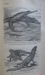 ...gharial (Gavialis gangeticus), American crocodile (Crocodylus acutus), mugger crocodile (Crocody