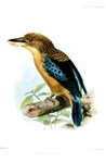 spangled kookaburra, Aru giant kingfisher (Dacelo tyro)