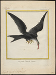 Ascension frigatebird (Fregata aquila)