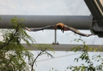 Rodrigues flying fox, Rodrigues fruit bat (Pteropus rodricensis)