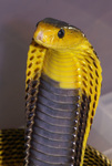Samar cobra (Naja samarensis)